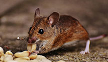 greenhouse-pest-control Experts in Runeberg